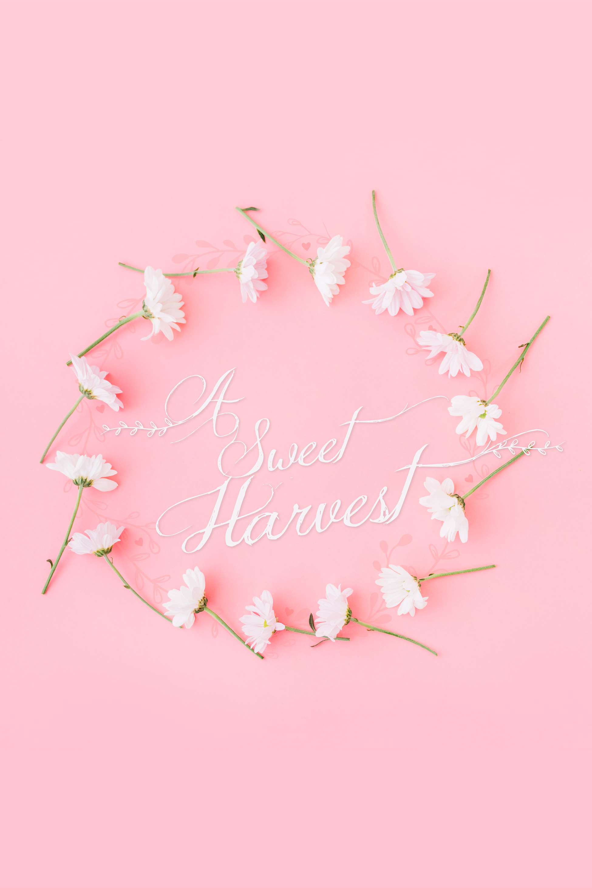 A Sweet Harvest - Corporate Identity